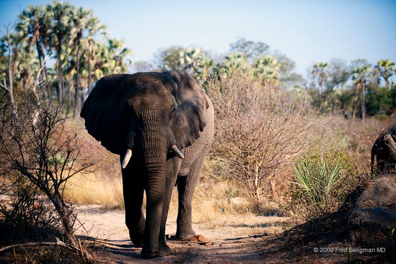 20090614_093119 D3 X1.jpg - Following large herds in Okavango Delta